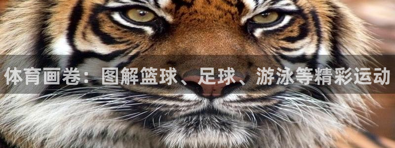 米兰体育官网下载：体育画卷：图解篮球、足球、游泳等精